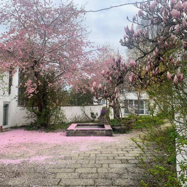 Ein Frühlingstraum in Rosa!
Der Regen hat ihn heute mitgenommen!

Bald träumen wir wieder in Tönen:
Samstag, 2. Mai um 18 Uhr Lied-Duo 
mit Julia Obert (Sopran) und Magdalena Wolfarth (Klavier)
Sonntag, 3. Mai um 17 Uhr 
Das Marienleben. Mit Christine Silla-Kiefer (Texte) und Verena Stei (Cello)