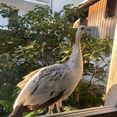 Fensterbesuch im Abendlicht